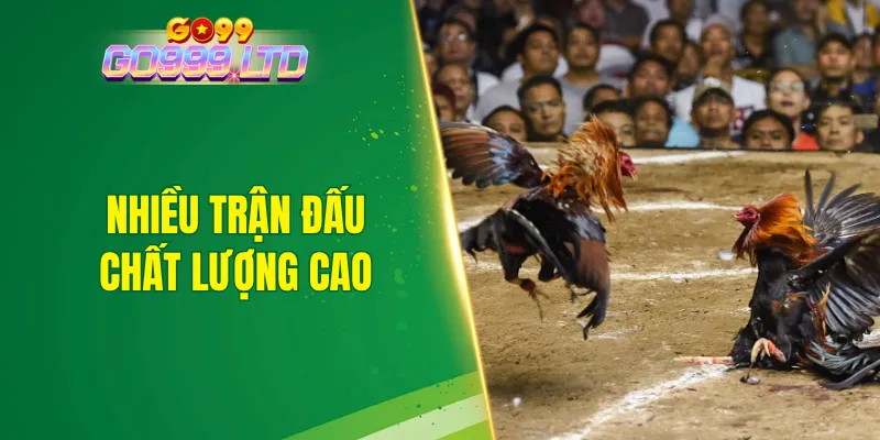 Đá gà tại nhà cái GO99 mang đến nhiều trận đấu chất lượng cao